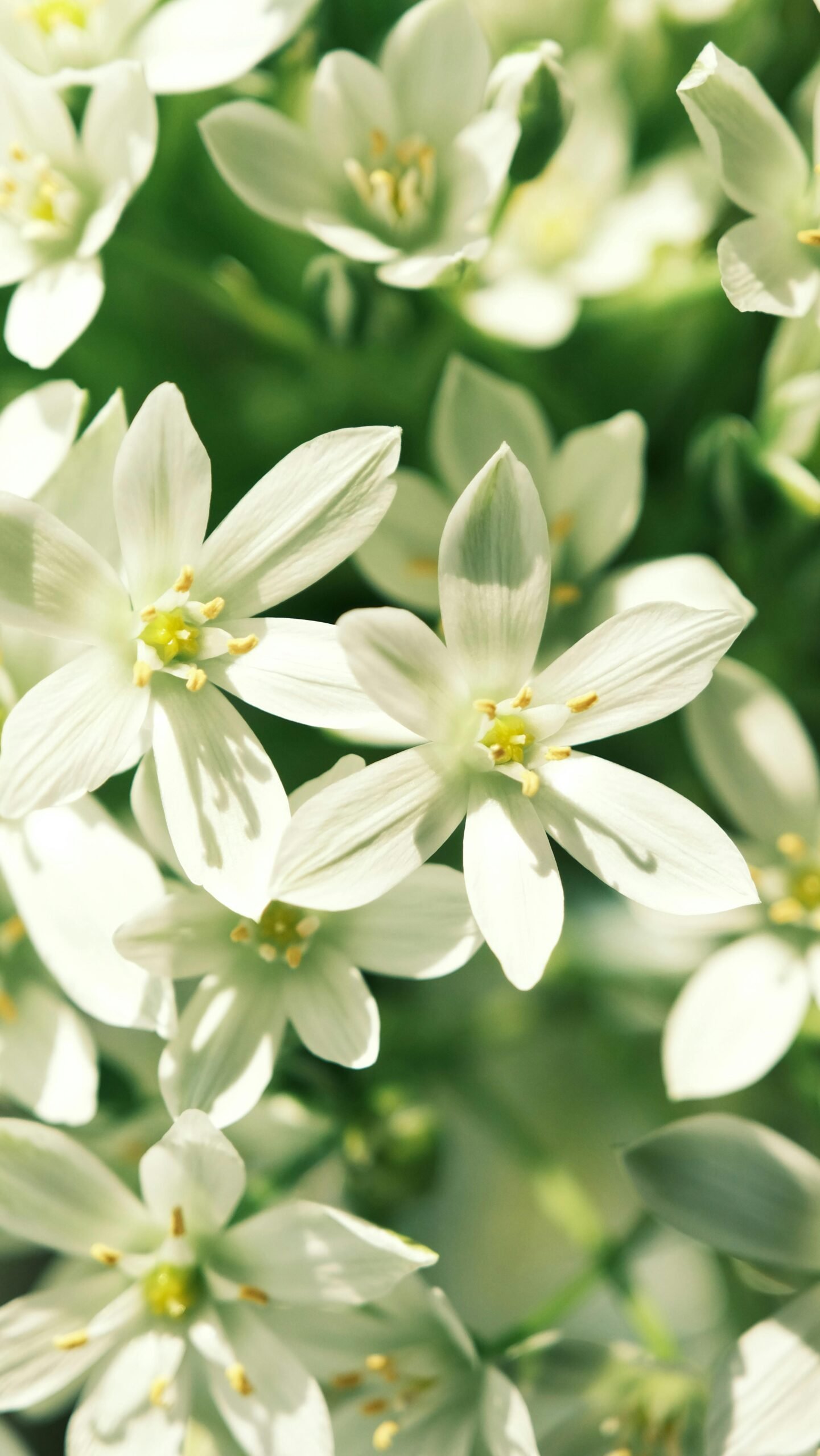 Esperança no Natal: Como Deus Restaura o Coração Cansado