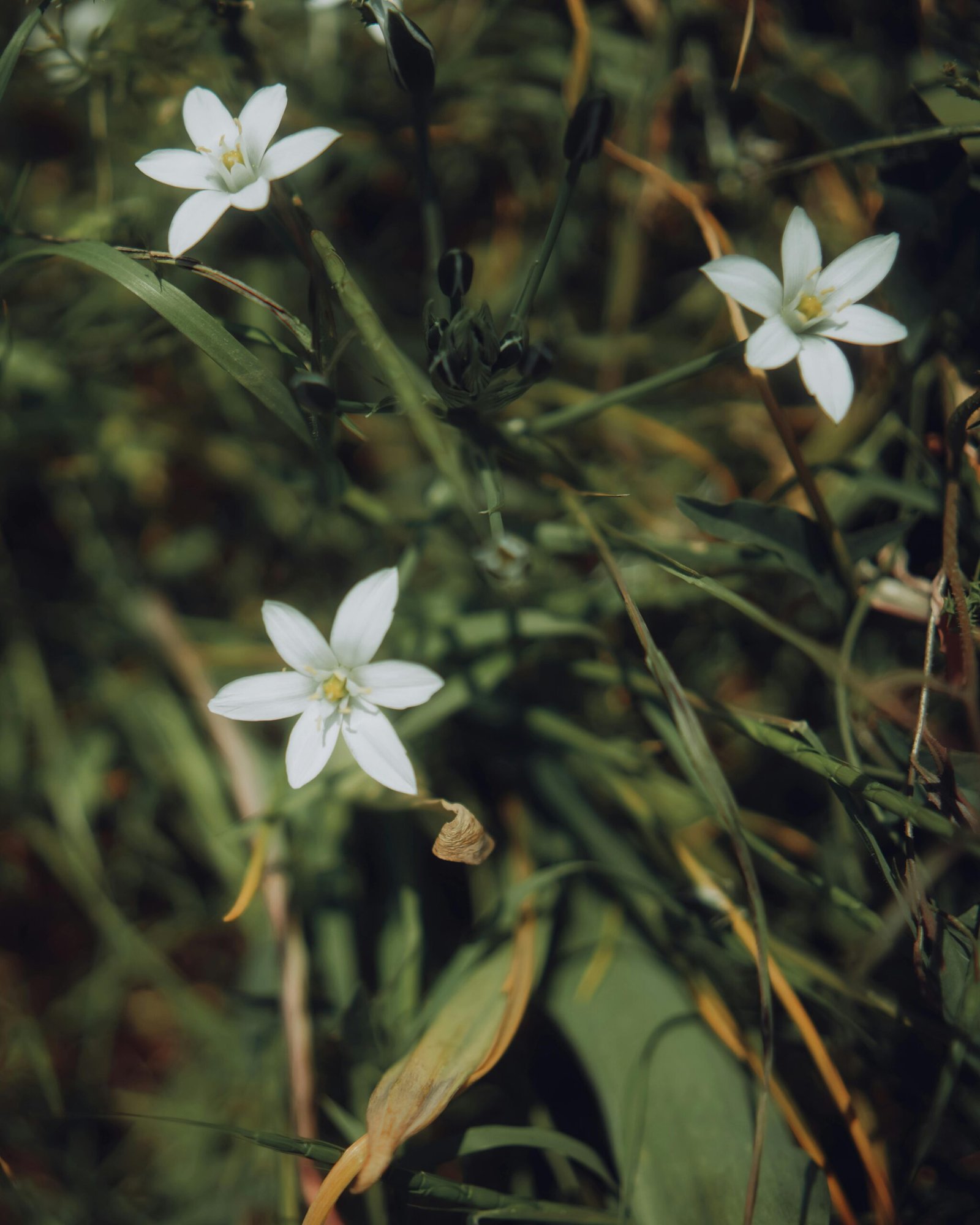 O Propósito de Deus Revelado no Nascimento de Jesus
